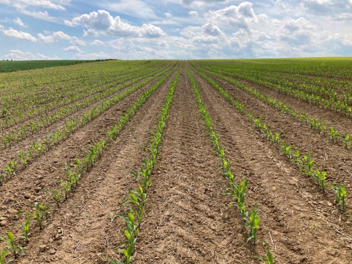 kukurydza na przełomie maja i czerwca.jpg