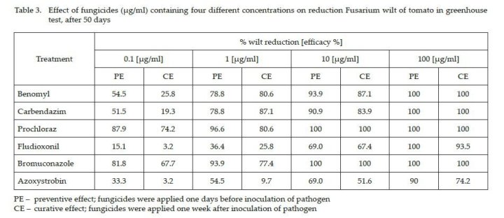 fusarium - skuteczność w pomidorze.JPG