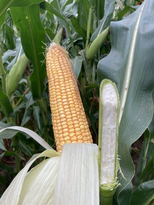 IMG_0637 włókno strawność.JPG