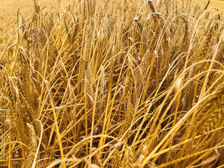 Jęczmień Valhalla Stróżewo Rekord Polski.jpg