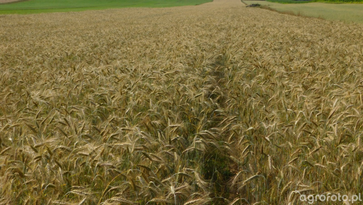 Screenshot 2023-07-31 at 16-39-55 pszenzyto-jare-mazur_l_babcd898384f2d10ede450645c09270b.JPG (obraz JPEG 1600×900 pikseli) — Skala (80%).png