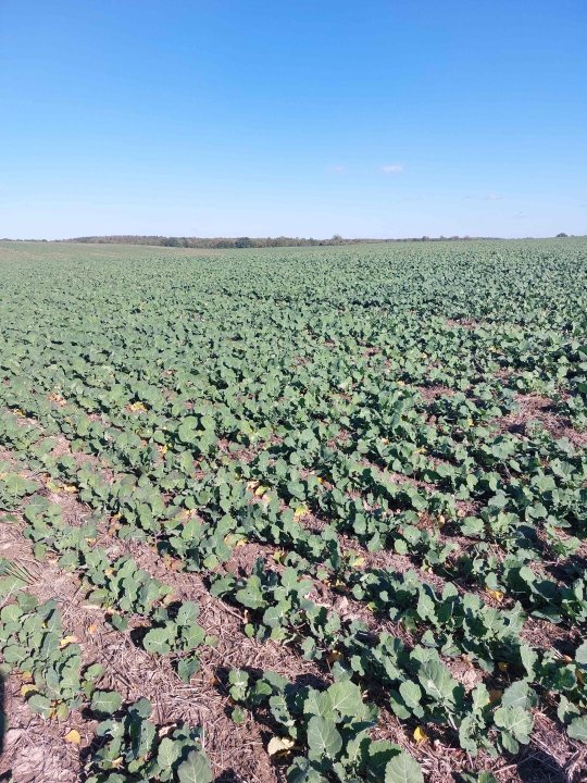 odpowiednio dokarmiona plantacja rzepaku ozimego 2.jpg