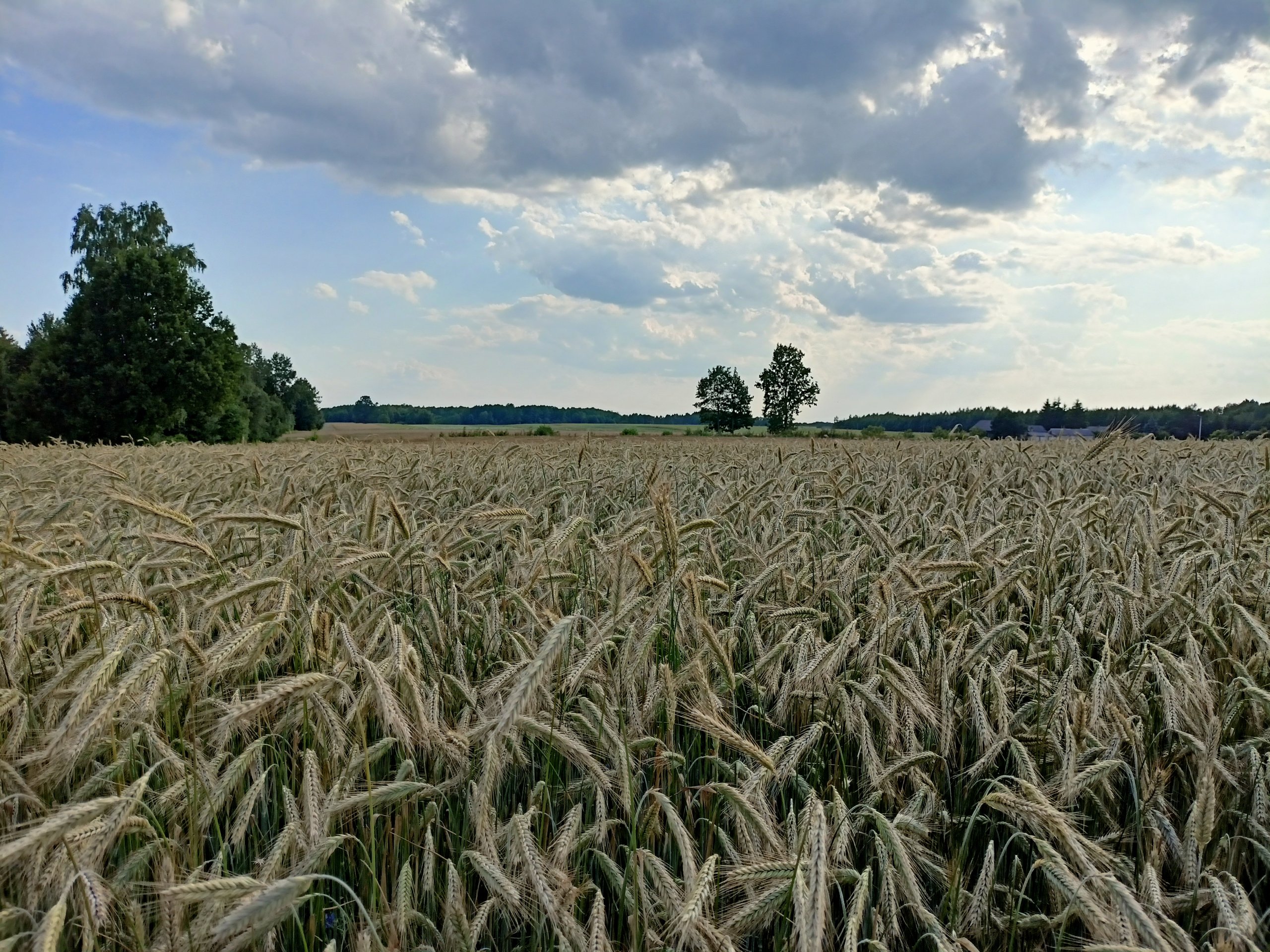 Żyto Vinetto - zdjęcie, fotka, foto numer: 828268 - Galeria rolnicza ...