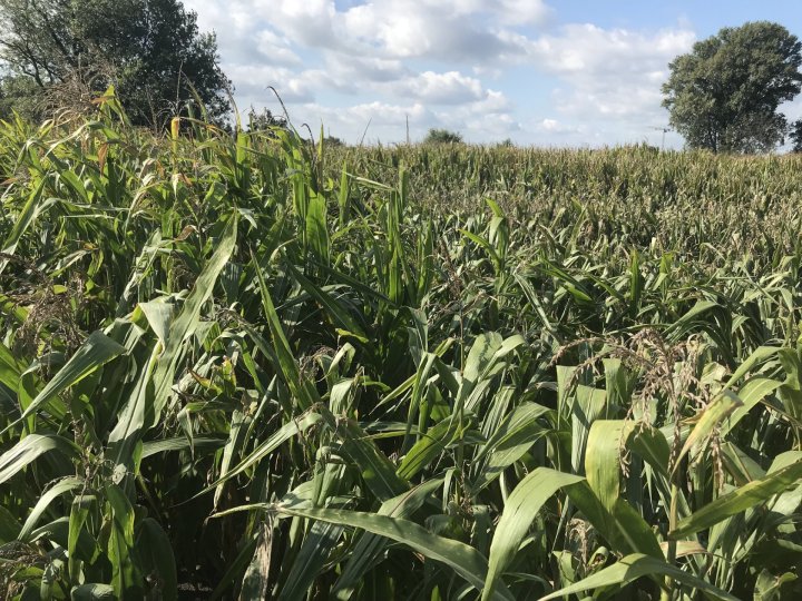 niewyrównana kukurydza.JPG