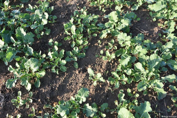 Fot. 2_Lustracja przed spoczynkiem zimowym_LaDiva_0.25l_ha_Rafał Kowalsk....jpg