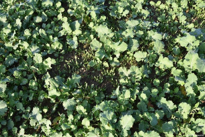 Fot. 1_Lustracja przed spoczynkiem zimowym_kontrola_Rafał Kowalski_Corte....jpg