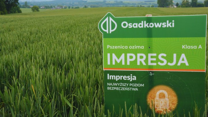 odmiana-pszenica-impresja-daje-najwyzszy-poziom-bezpieczenstwa.jpg