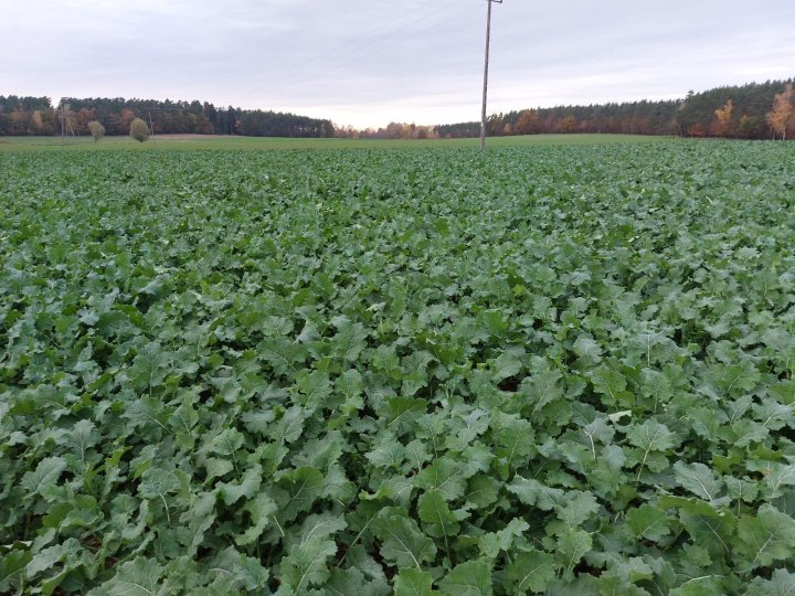 optymalnie dokarmiony azotem rzepak.JPG