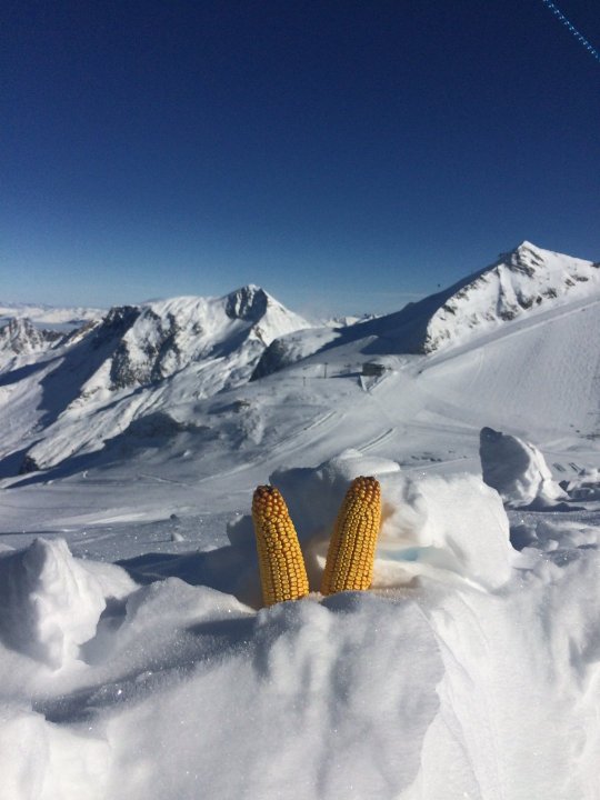 zima kukurydza.JPG