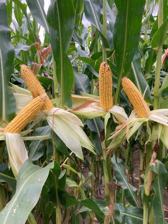 kukurydza kiszonkowa.jpg