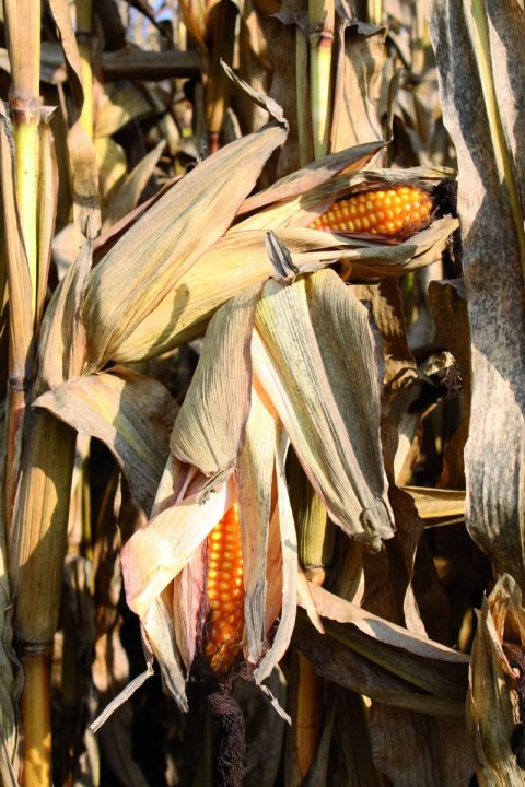 wyniki plonowania (1).jpeg