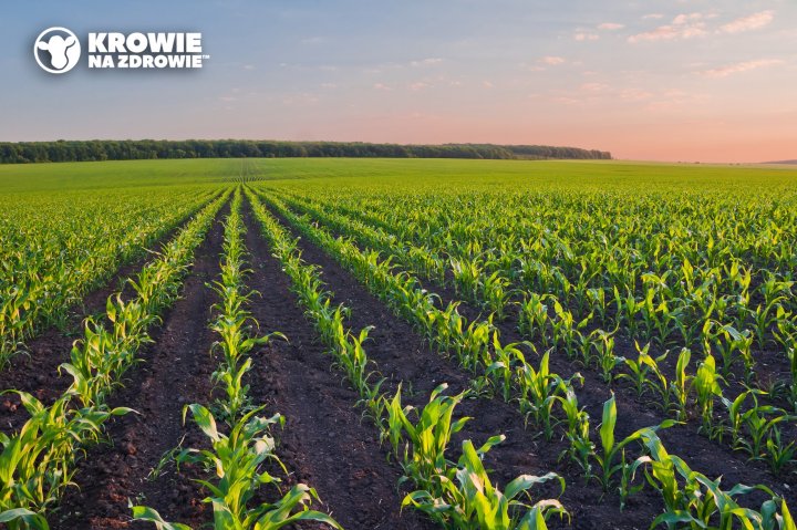 Jak-zwalczac-szkodniki-w-kukurydzy-kiszonkowej-Krowie-na-Zdrowie.jpg