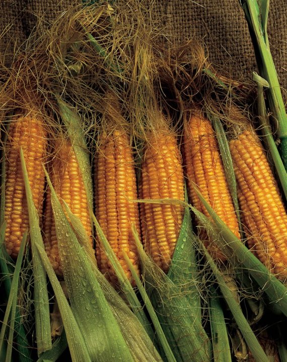 pierwsze wyniki plonowania (1).jpeg