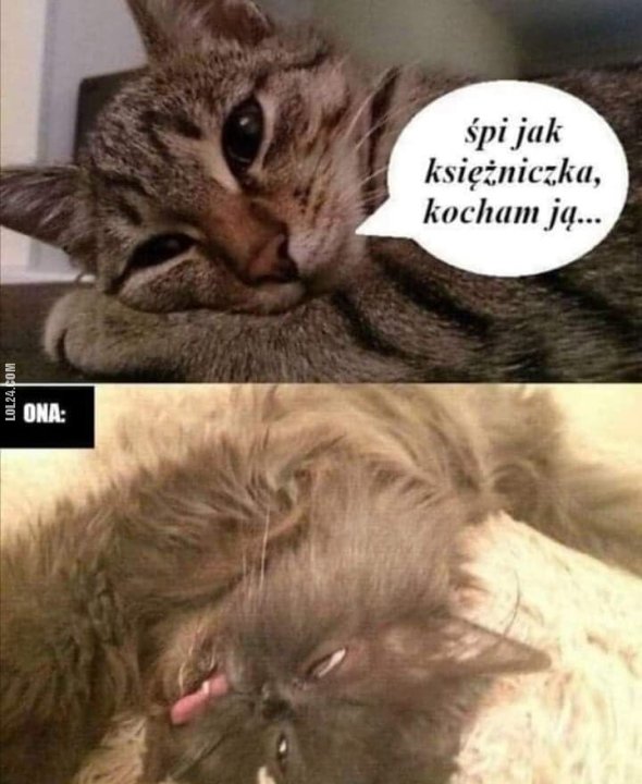 26090-satyra-zakochany-kot.jpg