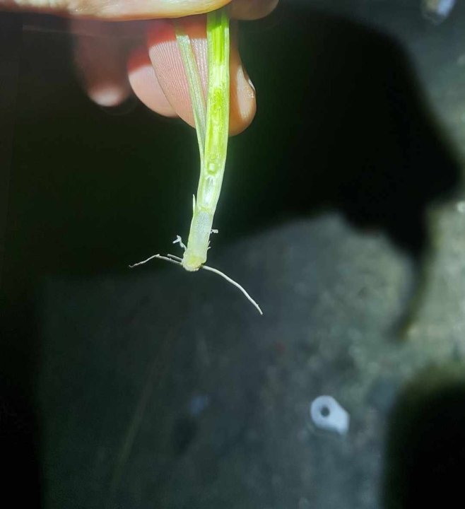 jęczmień ozimy.jpg