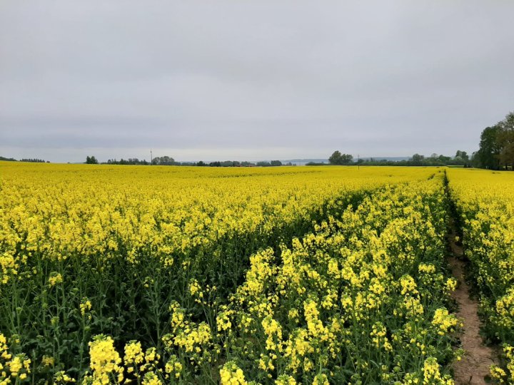 plantacja po zastosowaniu stymulacji.jpg