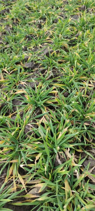 Zdjęcie WhatsApp 2024-03-05 o 20.34.36_c20731be.jpg