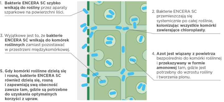 Kolonizacja rośliny przez bakterie GD.png