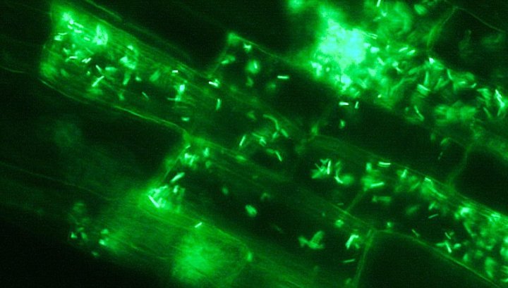 14 dni po aplikacji bakterie ENCERA SC skolonizowały komórki roślinne.jpg