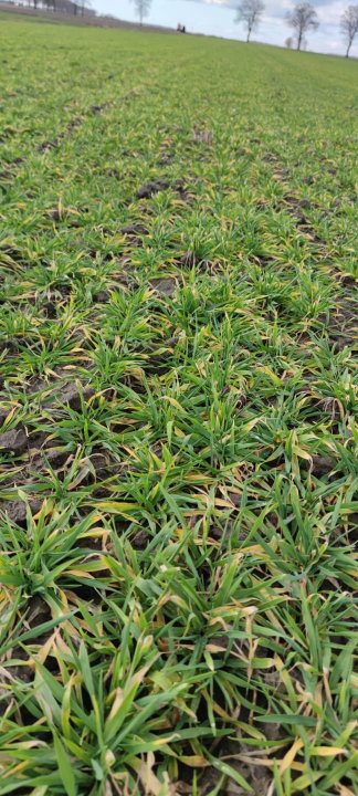 Zdjęcie WhatsApp 2024-03-05 o 20.34.37_f02d3cee.jpg