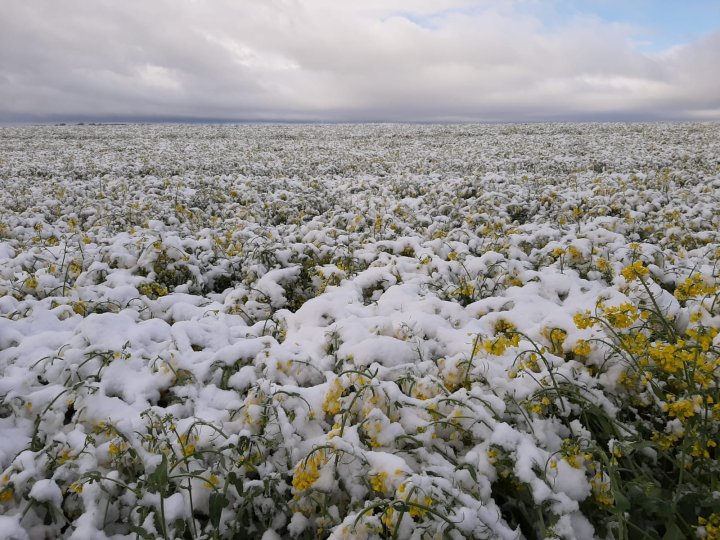 nieprzewidywalna wiosenna aura -  rzepak  drugie zdjęcie - po stymulacji.jpg