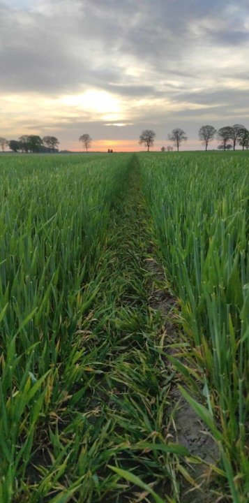 Jęczmień 29.04.jpg