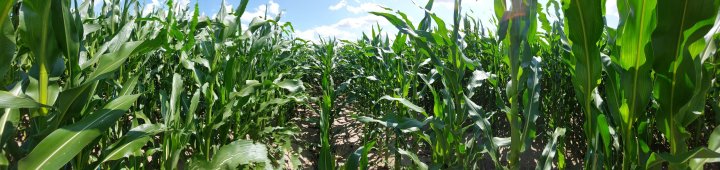 20230714_123443 kuku1.jpg