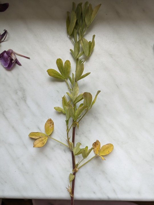 SGCAM_20240419_103303899 (1).jpg