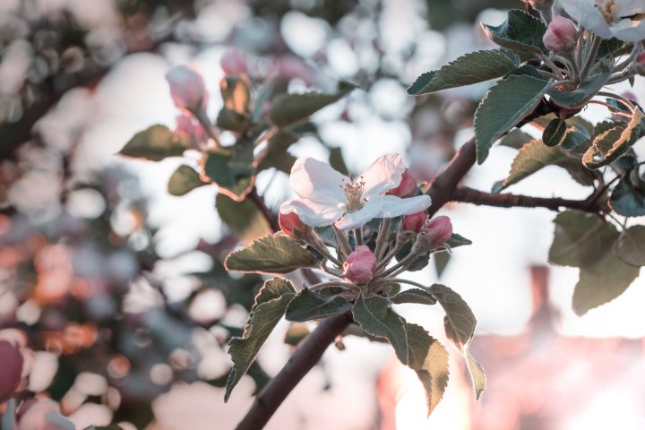 blossoming-tree-2023-11-27-05-11-44-utc.jpg_compressed.JPEG
