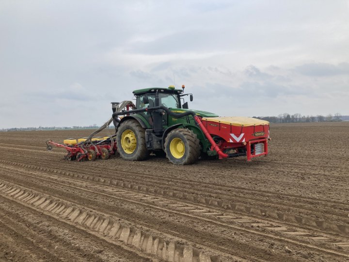 siew kukurydza 23.JPG