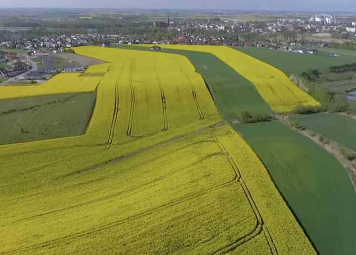 odmiana zasiana na największym areale.jpg