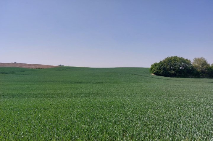 ochrona liścia flagowego.jpg