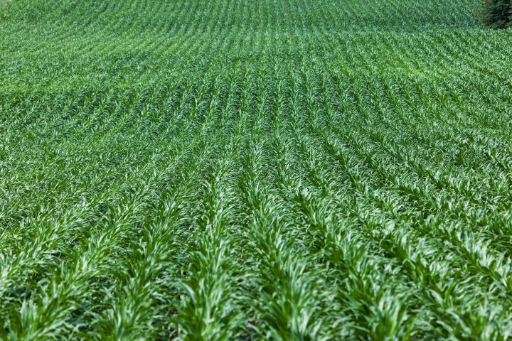 kukurydza... (3).jpg