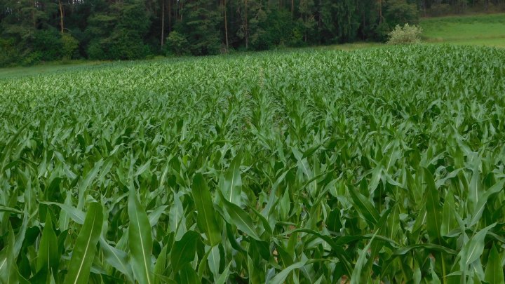 Perseus druga działka.JPG