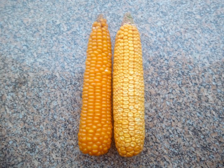 IMG_20240817_180128_125 (1).jpg