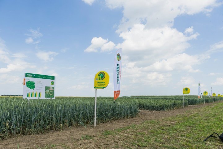 pszenica do póxnego siewu HR Smolice.jpg