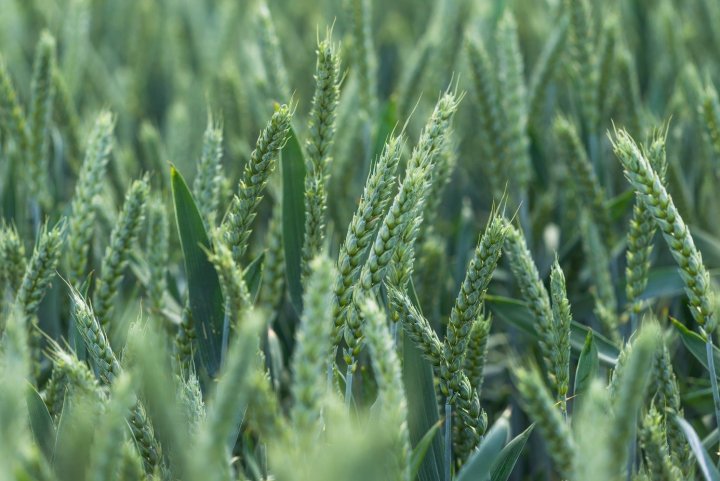 pszenica HR Smolice.jpg