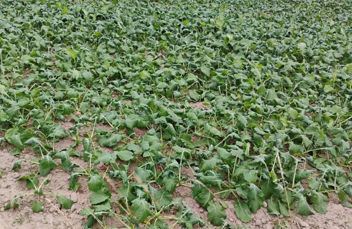 IMG_20240926_173347588_copy_1280x964 (1).jpg