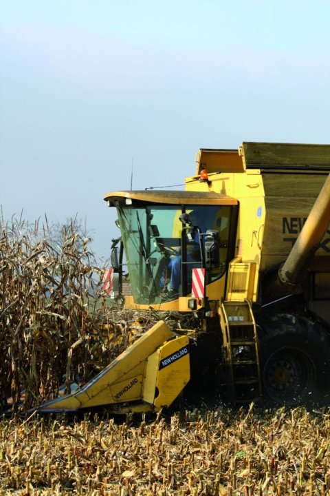 kukurydziane żniwa (1).jpeg