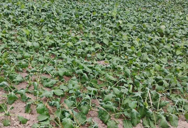 IMG_20240926_173347588_copy_1280x964 (1) (1).jpg