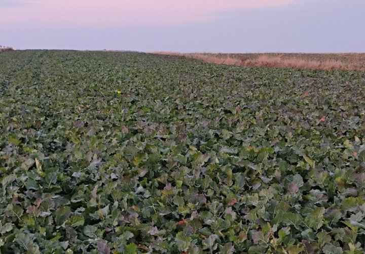 IMG_20241027_161739695 (1).jpg