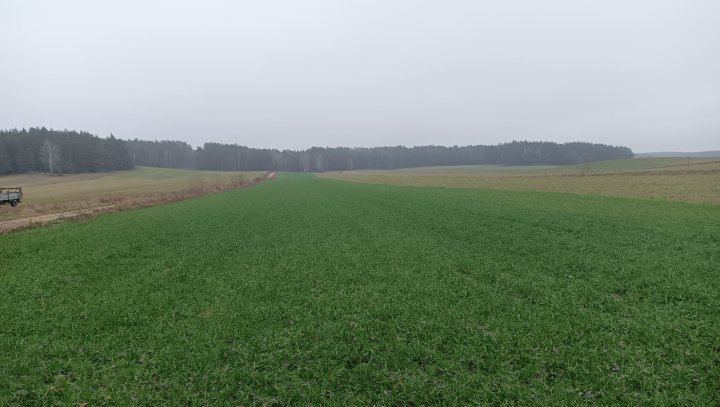 Mieszanka gorzowska.jpg