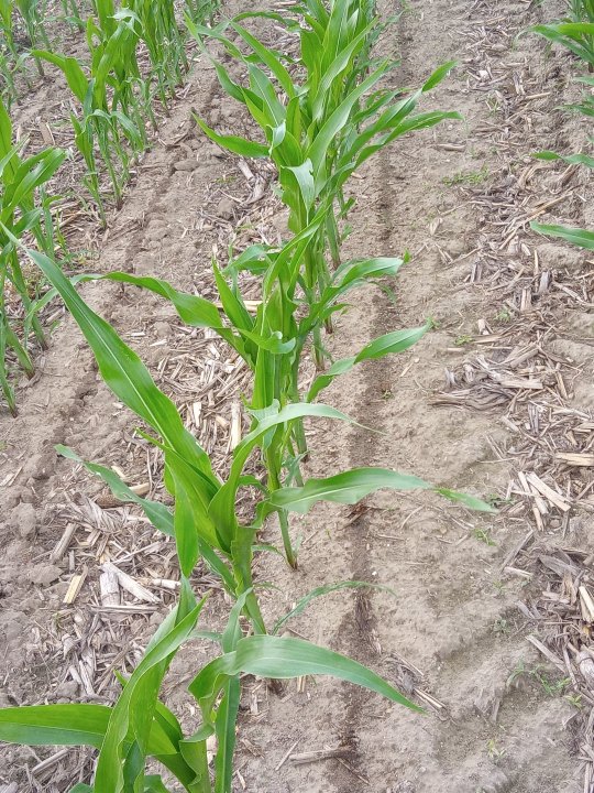 IMG_20240606_164639_181 (2).jpg