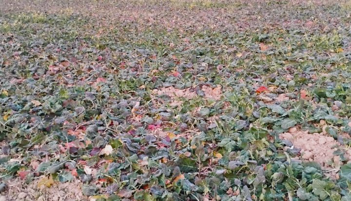 IMG_20241027_162436728 (1).jpg