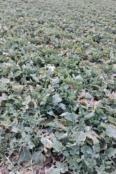 IMG_20250326_172418724 (1).jpg