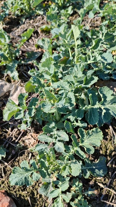 WhatsApp Image 2025-03-16 at 12.37.40.jpeg