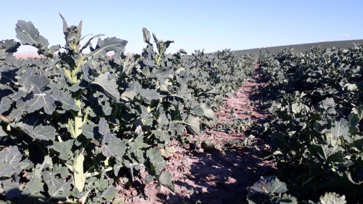 WhatsApp Image 2025-04-03 at 17.15.55.jpeg