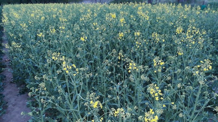 WhatsApp Image 2025-04-18 at 19.57.07.jpeg