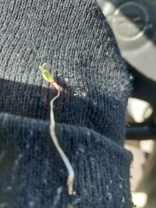 burak przymrozek.jpg