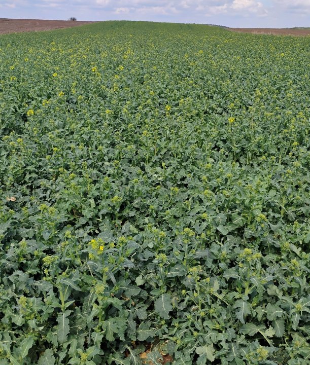 IMG_20250419_124953547 (1).jpg